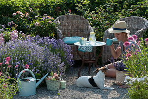 Korbsessel am Beet mit Lavendel, persischer Rose und Scheinsonnenhut, Frau spielt mit Hund Zula