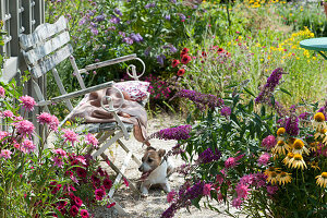 Bench on gravel terrace at the garden house, dog Zula