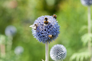 Bumblebees on flower of ball thistle