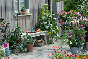 Snack terrace with tomato, cucumber, chilli, sage, jewellery basket and panicle hydrangea