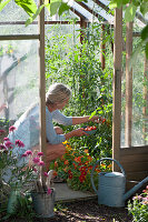 Tomato and nasturtium in the greenhouse, woman is harvesting