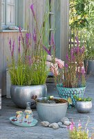 Mini ponds on the terrace with purple loosestrife, miniature water lily and teapot