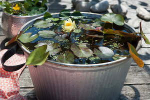 Miniature water lily 'Marliacea-Chromatella' in zinc tub