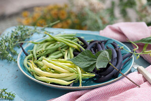 Freshly picked beans on plate