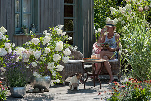 Sommerterrasse mit weißen Hortensien, Pfahlrohr und Eisenkraut, Frau sitzt im Korbsessel, Hund Zula im Schatten