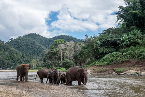 Elephants playing in the Mae-Taeng river, Thailand