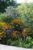 Gelb-violettes Beet mit Sonnenhut 'Goldsturm', Sommerflieder Buzz 'Violet', Eisenkraut und Fenchel