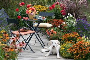 Hera the dog lies on the bed with Helenium, Bidens ferulifolia, dahlias, aster, autumn anemone, and fountain grass