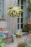Hanging basket with Petunia Beautical 'French Vanilla'