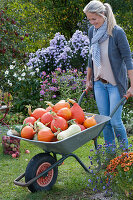 Woman with wheelbarrow full of freshly harvested pumpkins