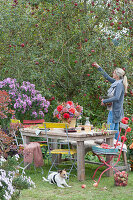 Sitting area in the garden, woman harvesting apples, Zula the dog