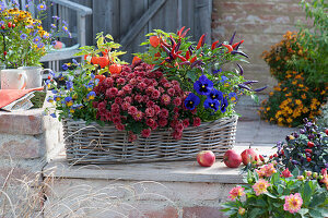 Basket planter in autumn with chrysanthemum, chili 'Pretty in Purple', Chinese lanterns, pansy, and horned violet