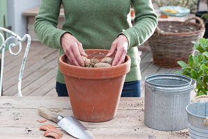 Plant the dahlia 'Sneezy' in a clay pot, place the dahlia tuber on the soil