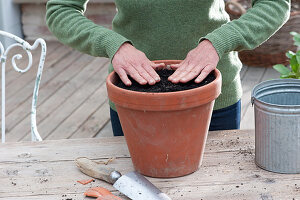 Plant the mignon dahlia 'Sneezy' in a clay pot, press the soil over the dahlia tuber