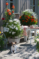 Terrace with summer flowers: decorative baskets, nasturtiums, and dahlias, Zula the dog