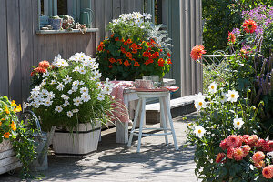 Terrasse mit Sommerblumen : Schmuckkörbchen, Kapuzinerkresse und Dahlien