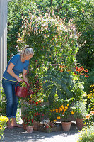 Frau gießt Kasten mit Quamoclit, Scheinsonnenhut, Grünkohl, Chili und Kapuzinerkresse, Töpfe mit Chilipflanzen und Salbei