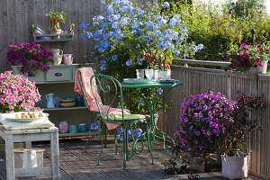 Balkon mit blühender Bleiwurz, Petunie 'Veranda Purple', 'Raspberry Star' 'Sunray Pink', Snackpaprika und Chili 'Bolivian Rainbow'