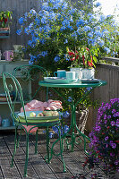 Balcony with blooming Cape leadwort, snack peppers, and petunias