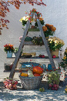 Platzsparende Herbstdekoration mit alter Holzleiter als Regal: Chrysanthemen, Sukkulenten, Naschzipfel 'Medusa' und Körbe mit Äpfeln, Kürbissen und Maronen