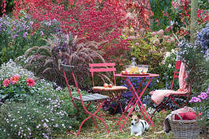 Sitzplatz im Herbstgarten am Beet mit Aster, Dahlie, Rispenhortensie, Herbstanemone, Spindelstrauch und Federborstengras, Hund Zula