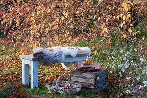Bench with fur as a seat in front of the crabapple tree, basket with apples
