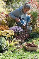 A woman plants tulip bulbs in the bed with chrysanthemums, dog Zula looks on