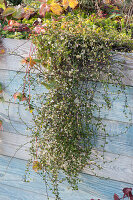 Flowering wire wine in the raised bed