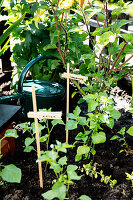 Pflanzen im Mini-Garten mit Wäscheklammern als Etiketten