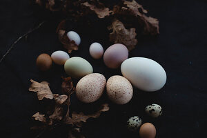 Eier in verschiedenen Größen und Farben mit trockenem Eichenzweig
