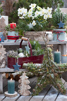 Christmas decorations on the terrace: Christmas rose, star made of moss, twigs and cones, candles, sugar loaf spruce, fir trees made of bark and conifer branches