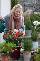 Pot arrangement with evergreen plants, woman pours Skimmia