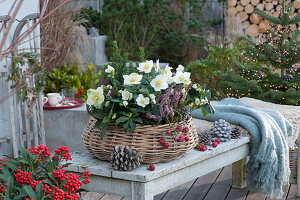 Basket with Christmas rose, budded heather and sugar loaf spruce, cones as decoration
