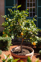 Zitronenbäumchen auf der Terrasse mit Früchten (Citrus)