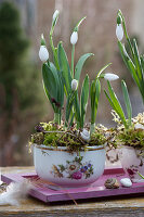 Snowdrops with moss in flower cups