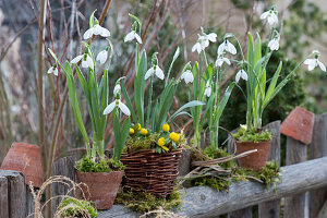Snowdrops and winterling with moss in pots and a basket on the garden fence
