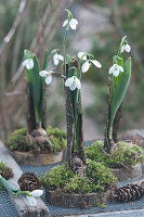 Snowdrops with moss in bark on wooden discs