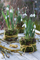 Snowdrops in moss as decoration