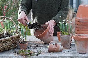 Planting snowdrops in clay pots
