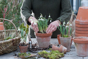 Planting snowdrops in clay pots