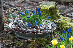 Traubenhyazinthen 'Blue Pearl' in Kranz aus Kätzchenweide in Zinkschale im Garten