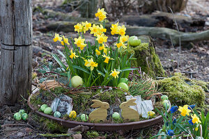 Schale mit Narzissen 'Tete a Tete' österlich mit Moos, Osterhasen, Ostereiern, Zweigen und Rinde im Garten