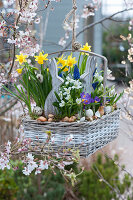 Basket with daffodils 'Tete a Tete', milk star, crocus 'Tricolor' and grape hyacinths hung on an ornamental cherry, decorated with Easter bunnies, egg shells and onions