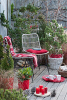 Christmas terrace with pine and sugarloaf spruce, decorated with stars and fairy lights