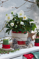 Christrose mit weißer Filz-Manschette im roten Topf auf Holzscheibe, Kerzen und Zapfen als Deko