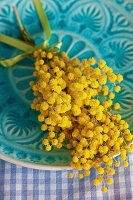 Posy of mimosa flowers