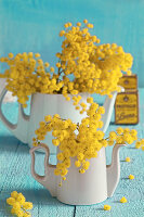 Bouquets of flowering mimosa branches in jugs