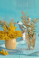 Flowering mimosa twigs in vases