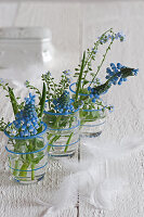 Blue grape hyacinths and forget-me-nots in three glass vases