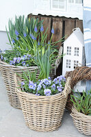 Weidenkörbe bepflanzt mit blauen Frühlingsblumen